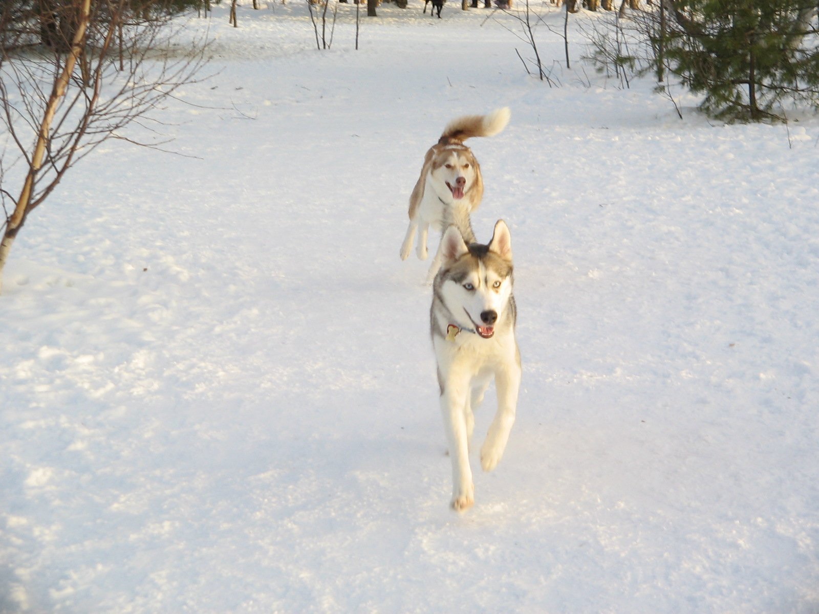 Husky Siberiano — foto de referência