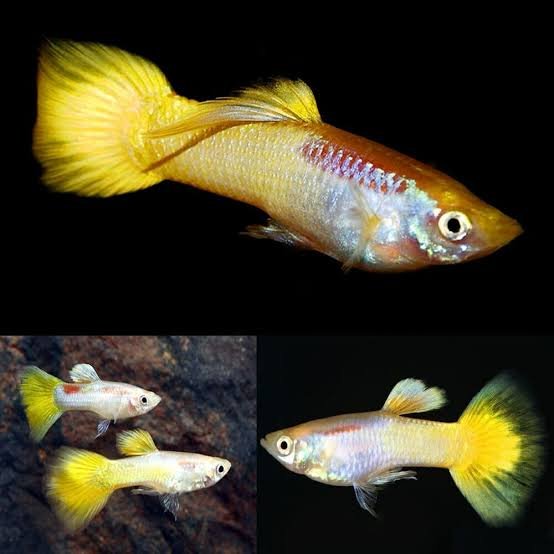 Guppy Micariff Yeloow (casal) — foto de referência