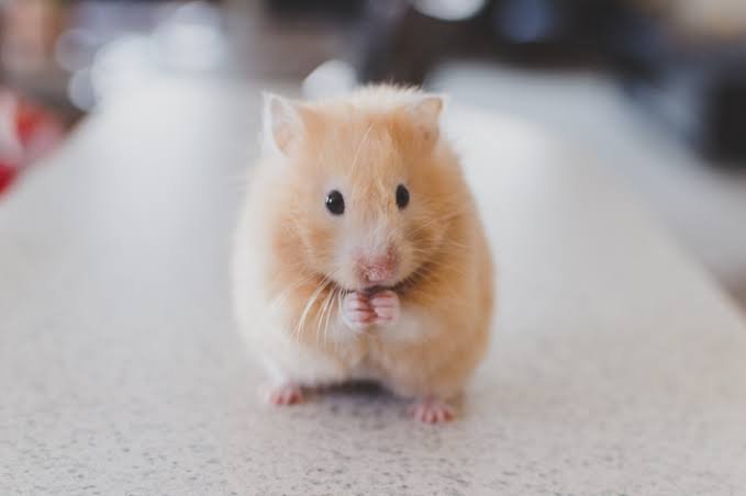 Hamster Roborovski — foto de referência