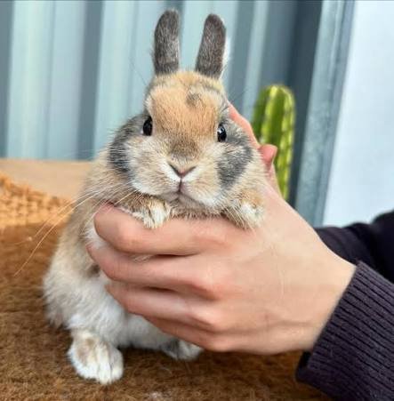 Coelho Mini Lop — foto de referência