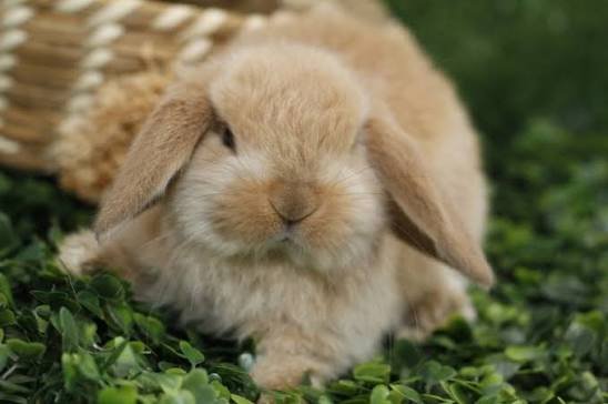 Coelho Mini Lop