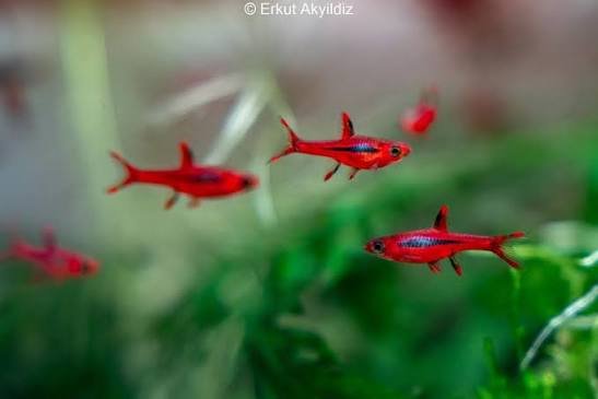 Rasbora Chili — foto de referência