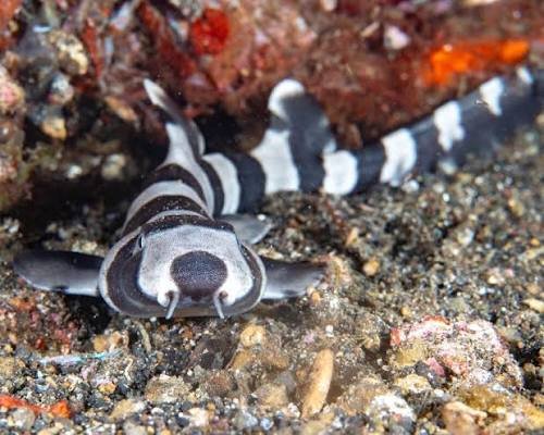 Brownbanded Bamboo Shark