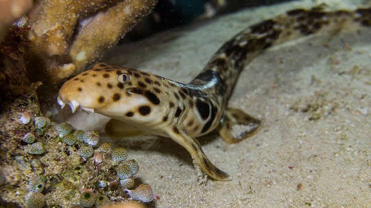 Epaulette Shark
