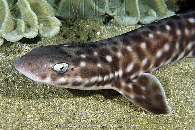 Coral Catshark — foto de referência