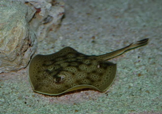 Cortez Round Stingray