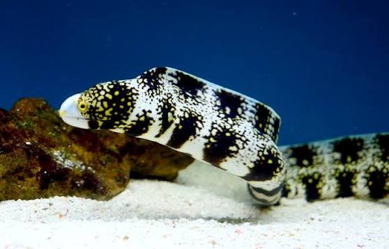 Snowflake Moray — foto de referência
