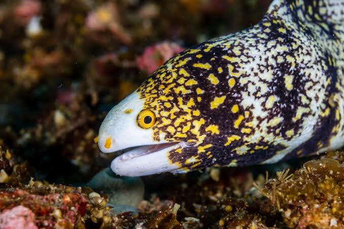 Snowflake Moray — foto de referência