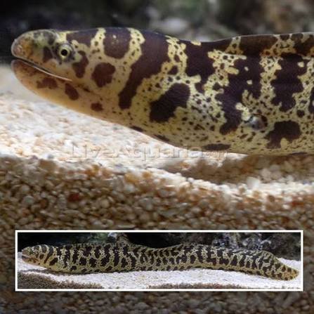 Chainlink Moray — foto de referência