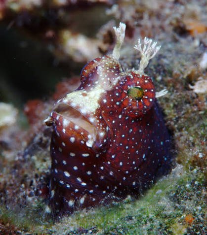 Starry Blenny — foto de referência