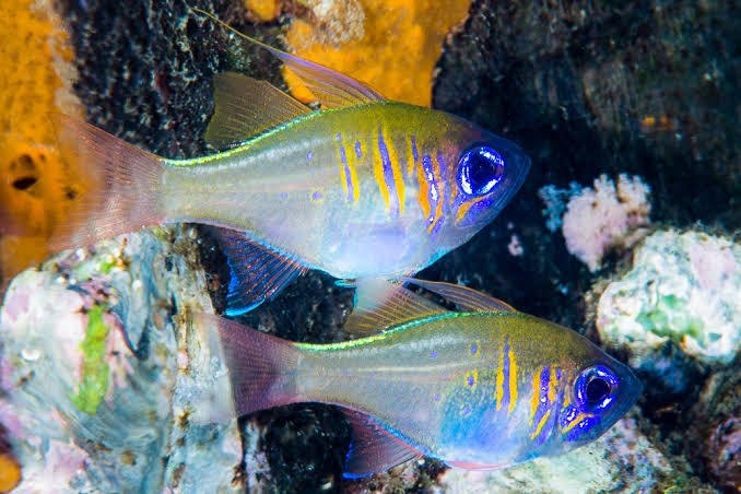 Threadfin Cardinalfish — foto de referência