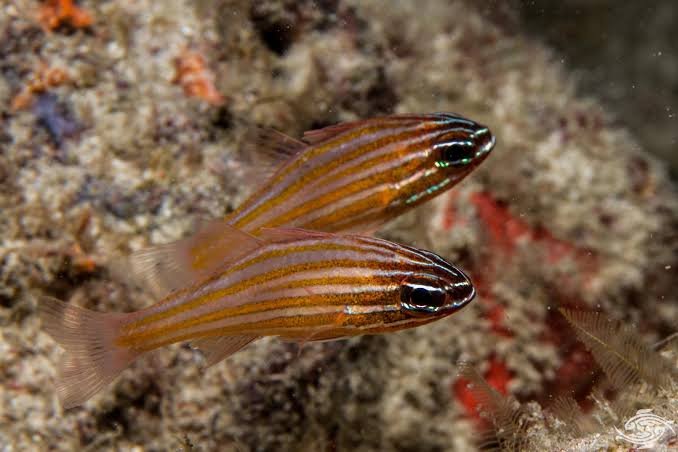 Yellowstriped Cardinalfish