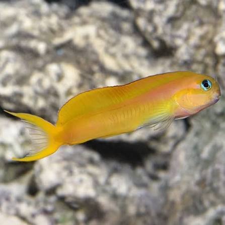 Midas Blenny — foto de referência