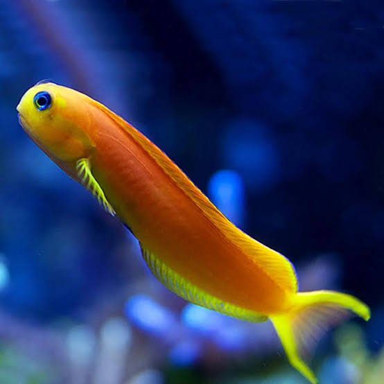 Midas Blenny — foto de referência