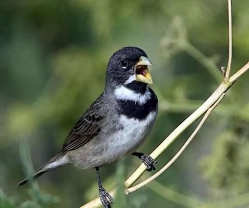 Coleiro