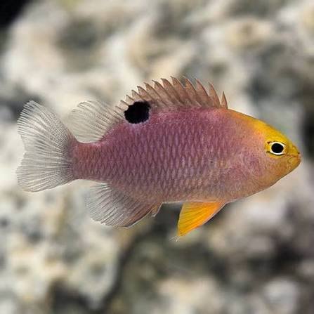 Talbot’s Damselfish — foto de referência