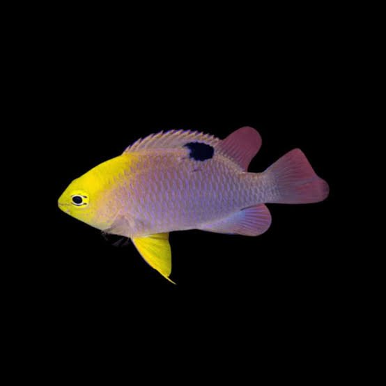 Talbot’s Damselfish — foto de referência