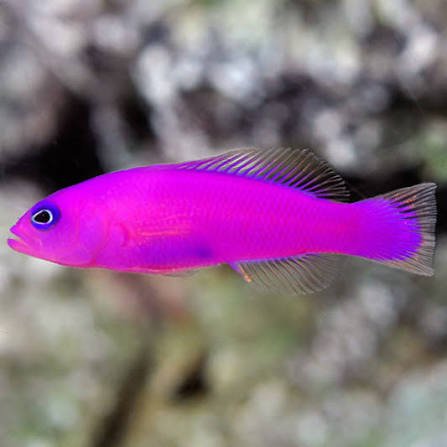 Purple Dottyback — foto de referência