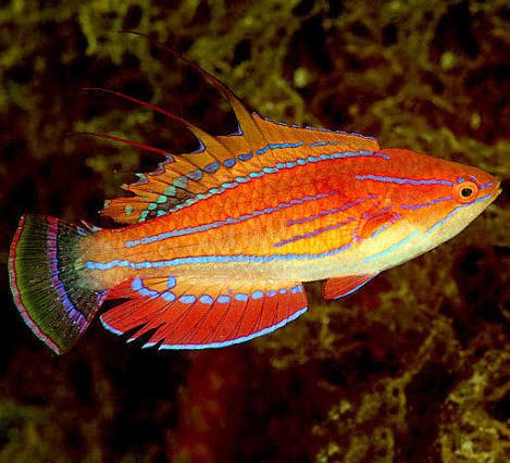 Carpenter’s Flasher Wrasse — foto de referência