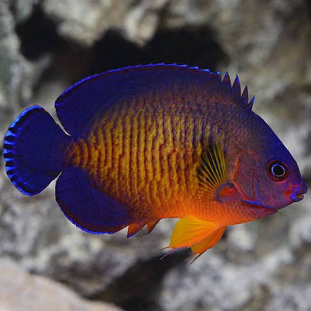 Coral Beauty Angelfish — foto de referência