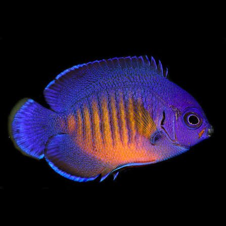 Coral Beauty Angelfish — foto de referência
