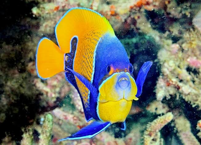 Navarchus Angelfish