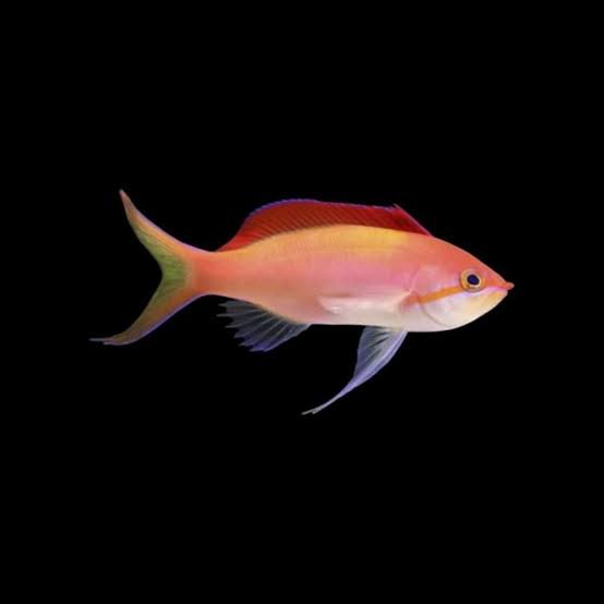 Anthias Dispar — foto de referência
