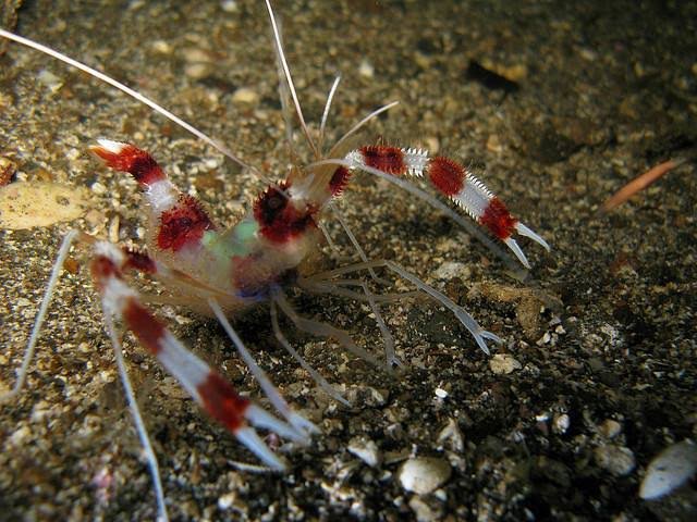 Camarão Stenopus — foto de referência