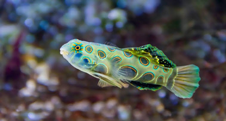 Mandarin Spotted Green — foto de referência