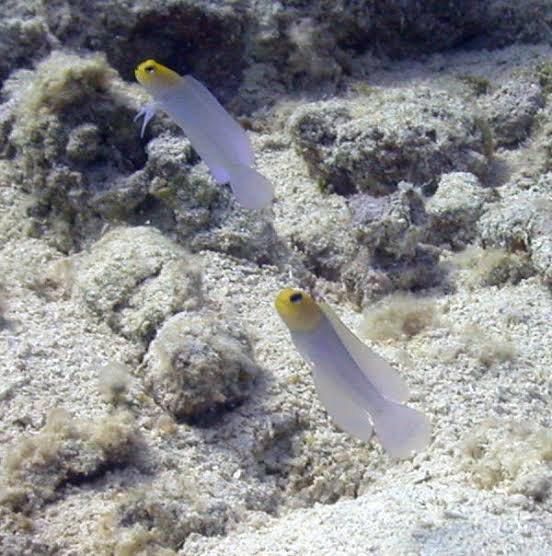 Yellow Head Jawfish — foto de referência