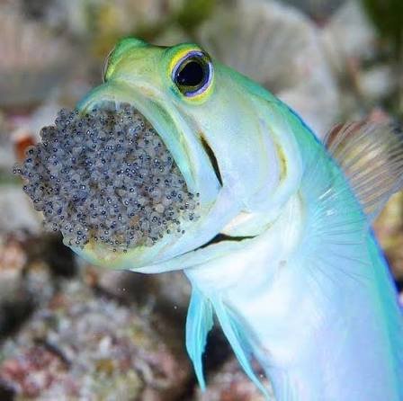 Yellow Head Jawfish