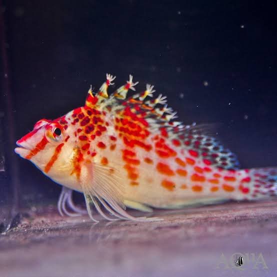 Falco Hawkfish — foto de referência