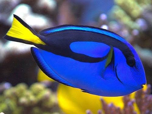 Hepatus Blue Tang — foto de referência