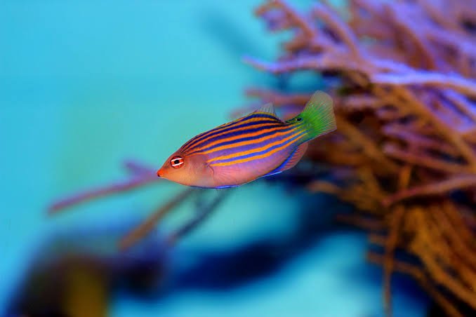 Six Line Wrasse