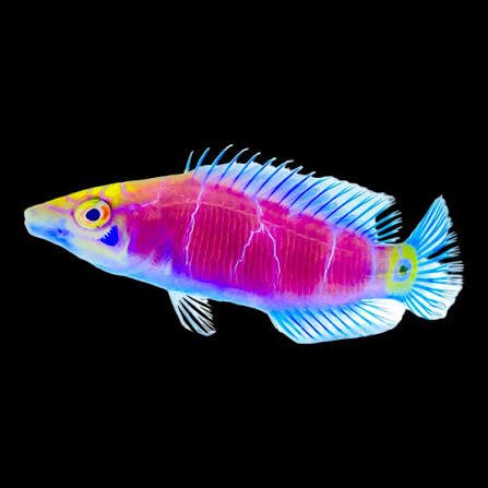 Mystery Wrasse — foto de referência