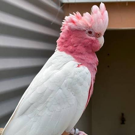 Cacatua Galah — foto de referência