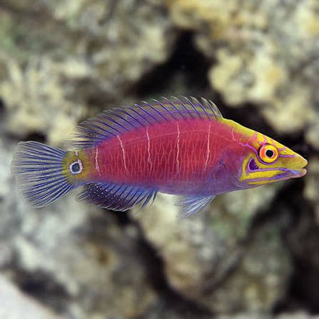 Mystery Wrasse — foto de referência