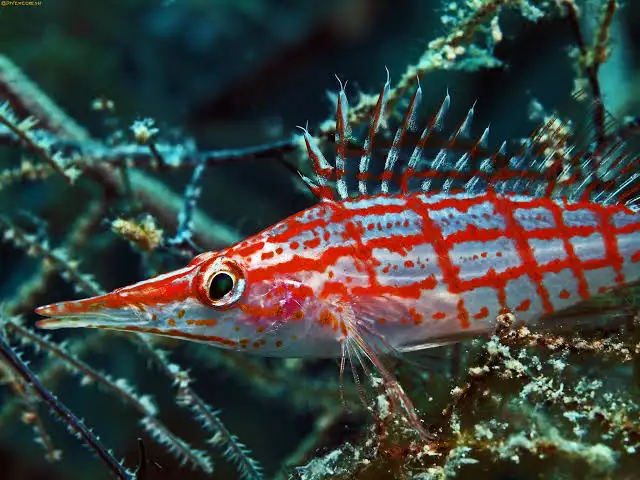 Longnose Hawkfish