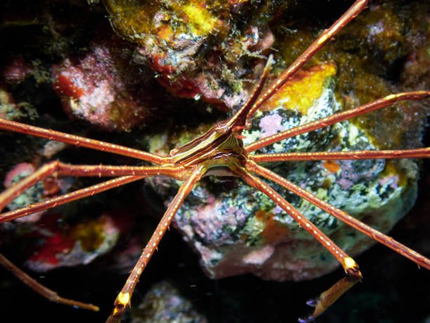 Sea spider