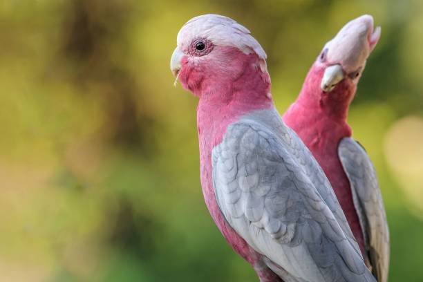 Cacatua Galah — foto de referência