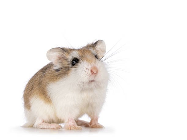 Hamster Roborovski — foto de referência