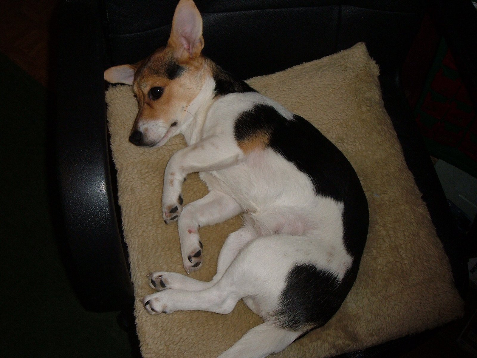 Jack Russell Terrier — foto de referência
