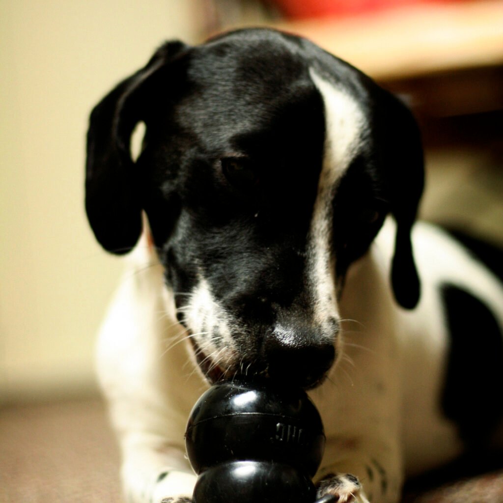 Jack Russell Terrier