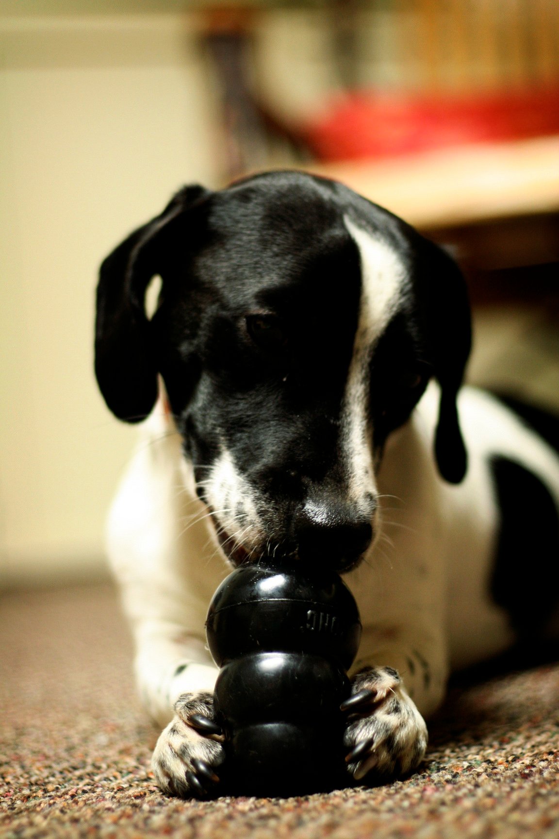 Jack Russell Terrier — foto de referência