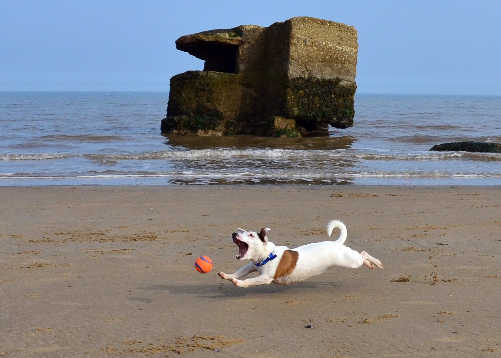 Jack Russell Terrier — foto de referência