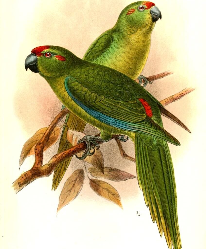 Kakariki de Fronte Vermelha