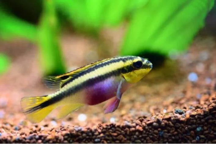 Kribensis