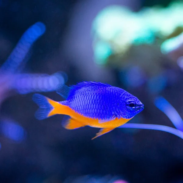 Azure Damselfish Kupang — foto de referência