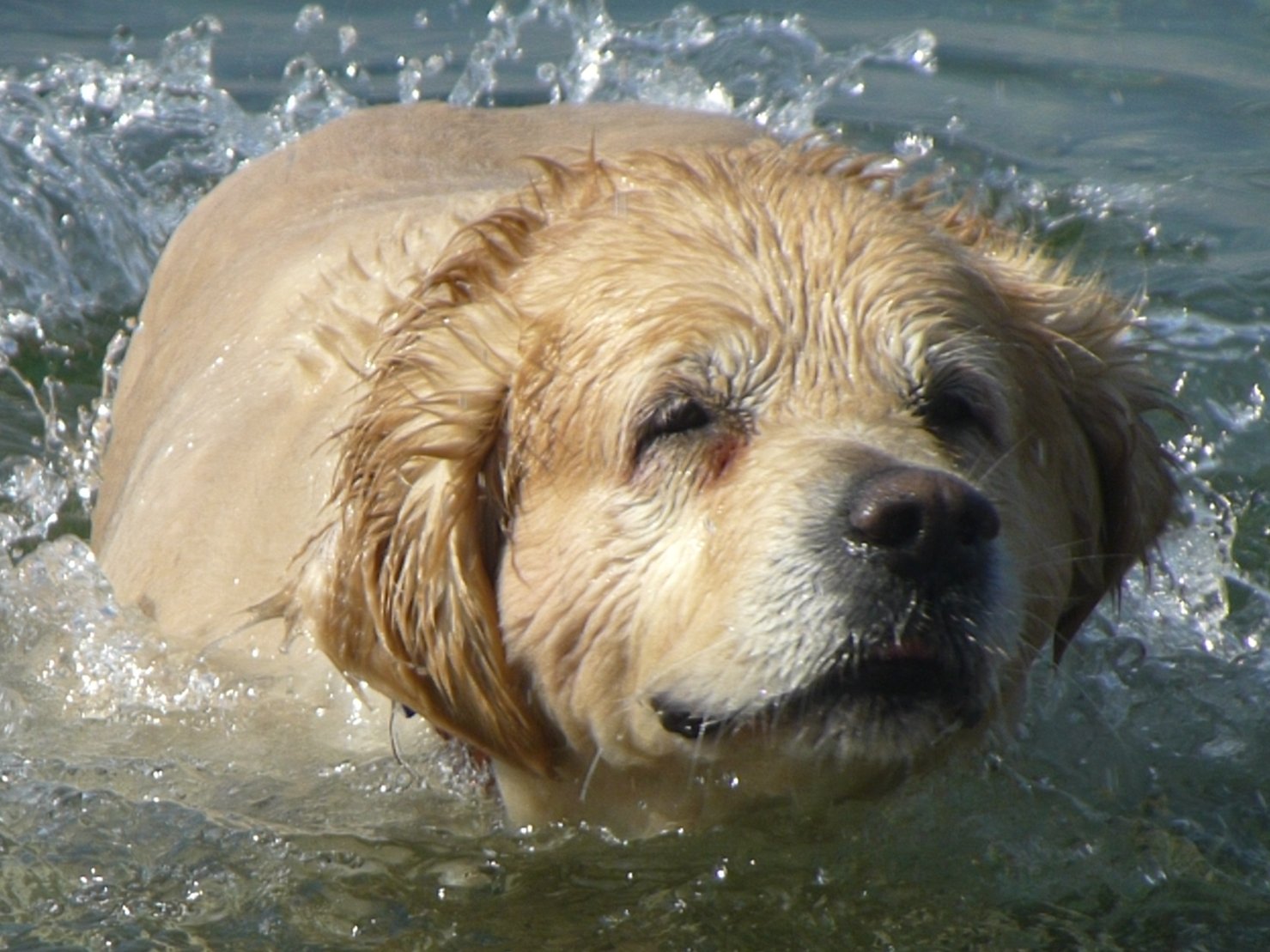 Labrador Retriever — foto de referência
