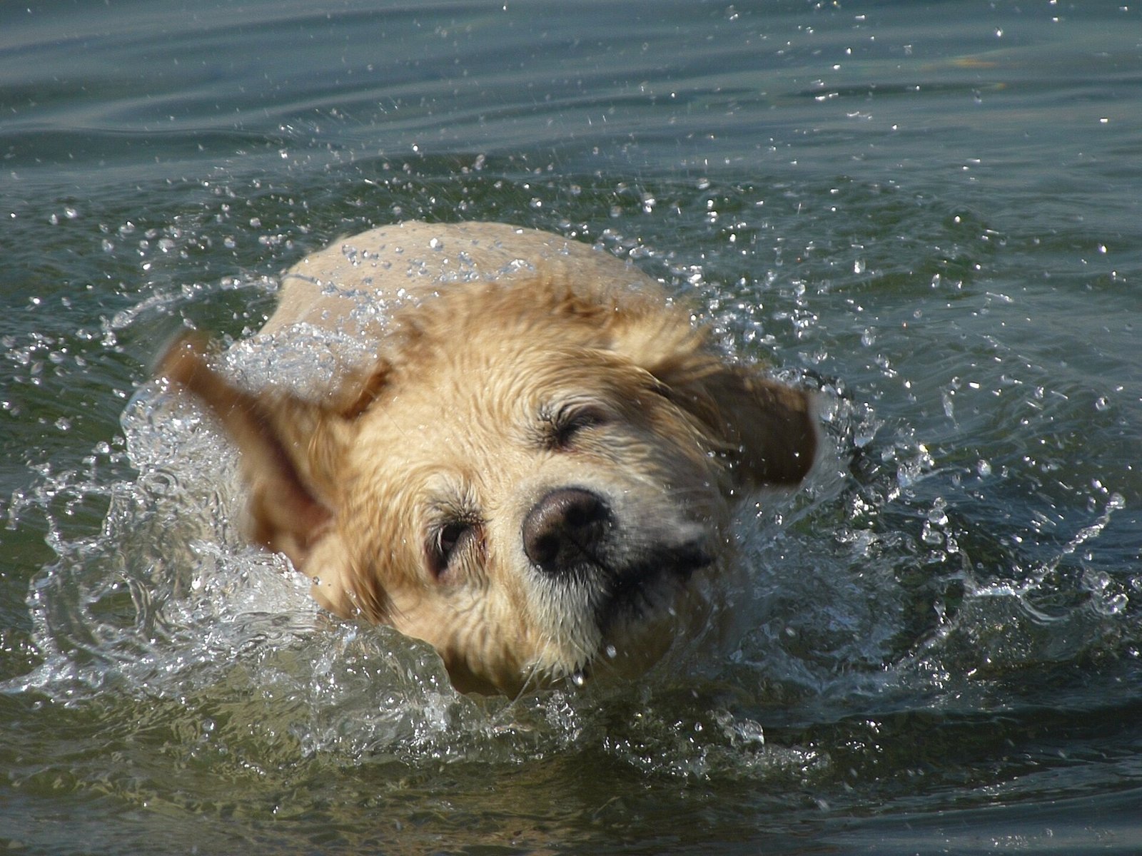 Labrador Retriever — foto de referência